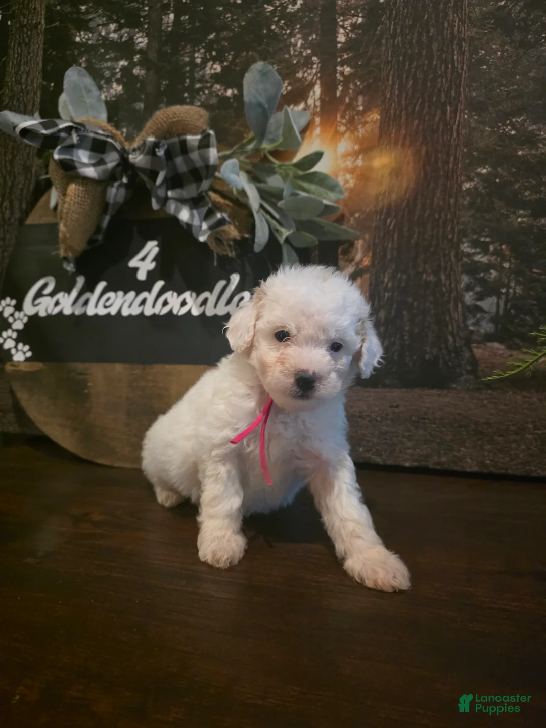 Mini Goldendoodle dogs for sale: Pink Collar Girl  - Ad 2