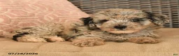 Miniature Poodle dogs for sale: Kingston - Ad 4