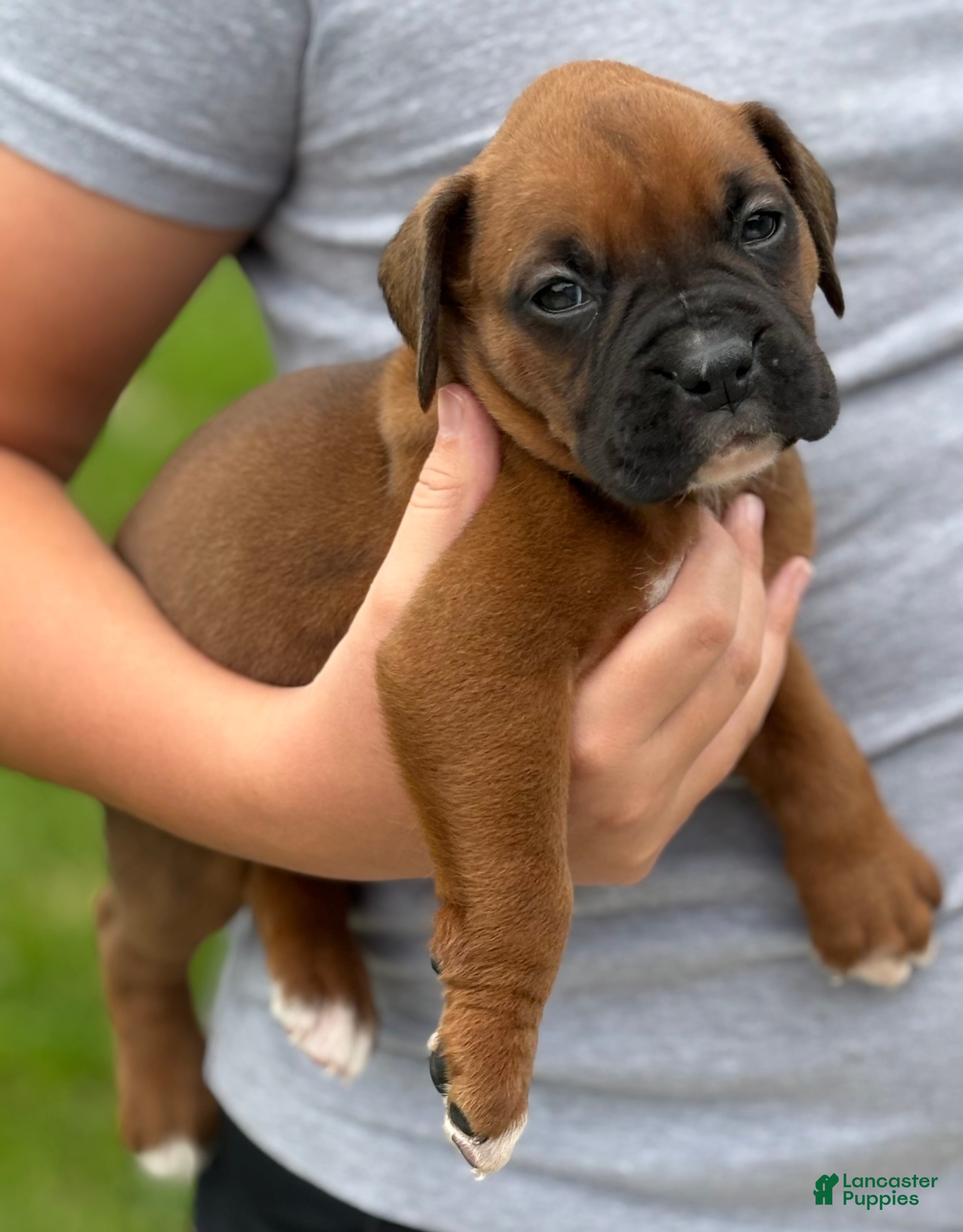 Boxer dogs Remi - Ad 1