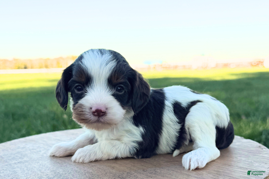 Cavapoo dogs for sale: Allegra - Ad 11