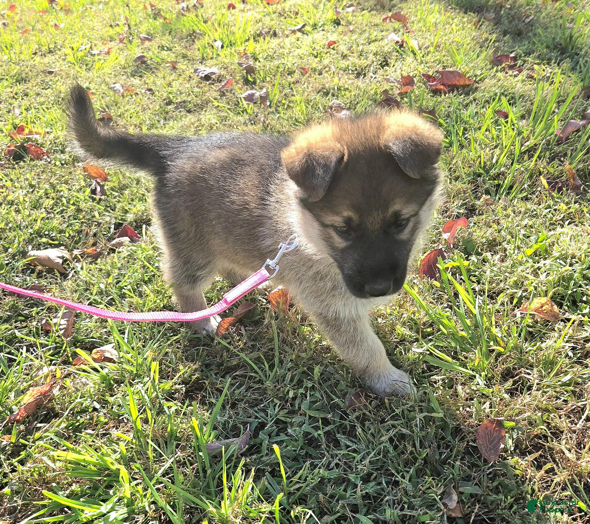 German Shepherd dogs for sale: Molly - Ad 2