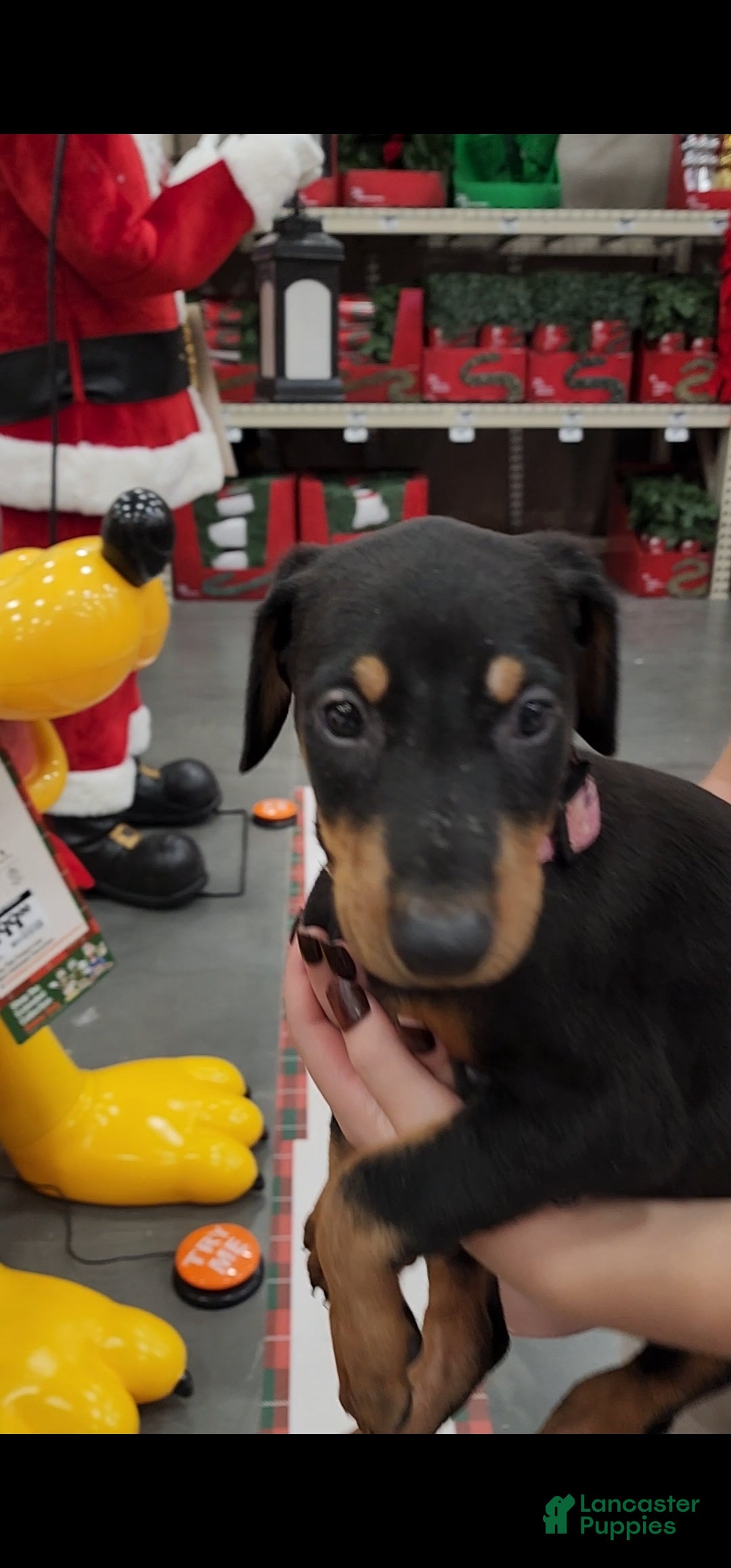 Doberman Pinscher dogs Jessica F3 - Ad 16