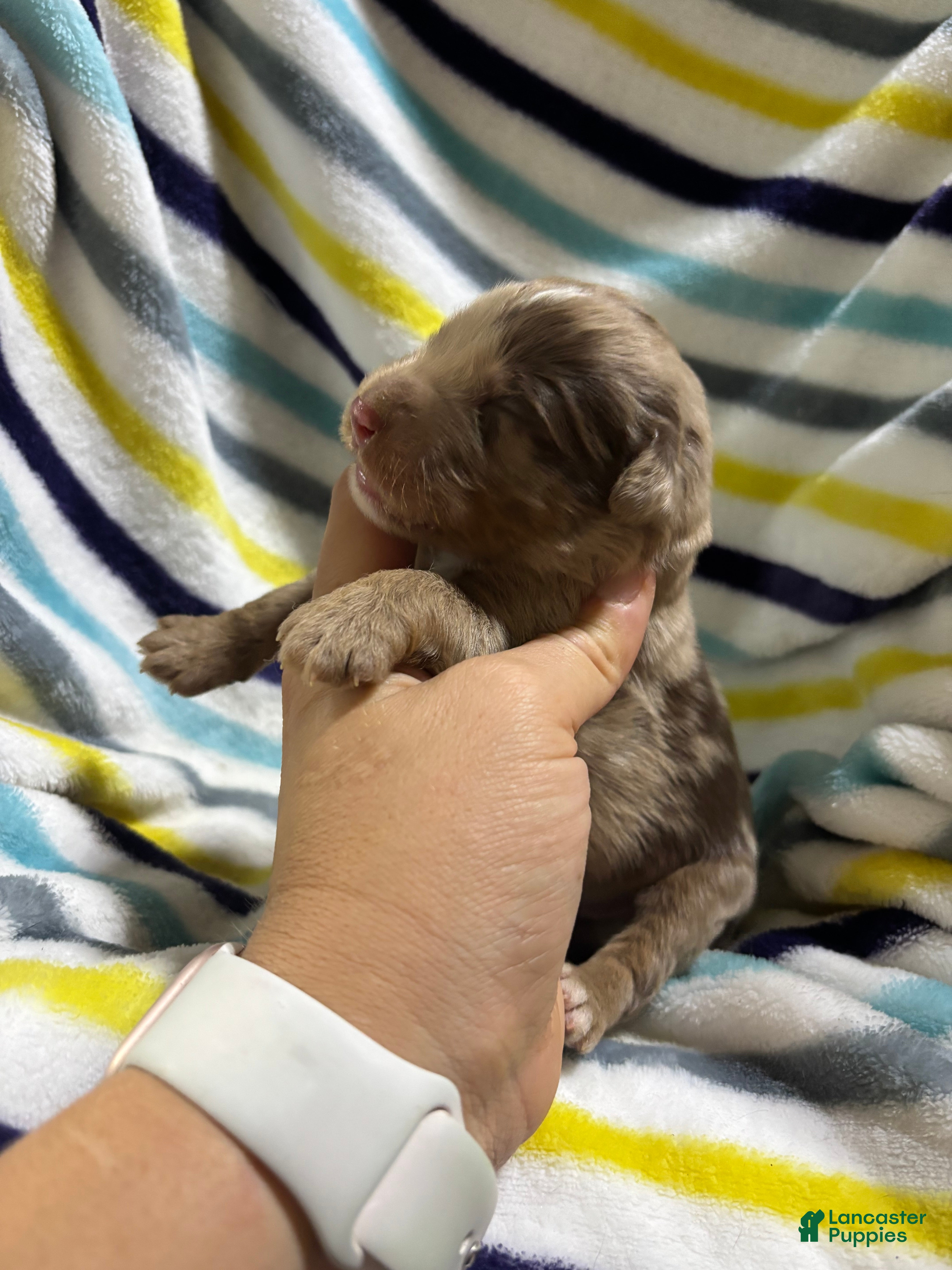 Aussiedoodle dogs Aussiedoodle 4 - Ad 2