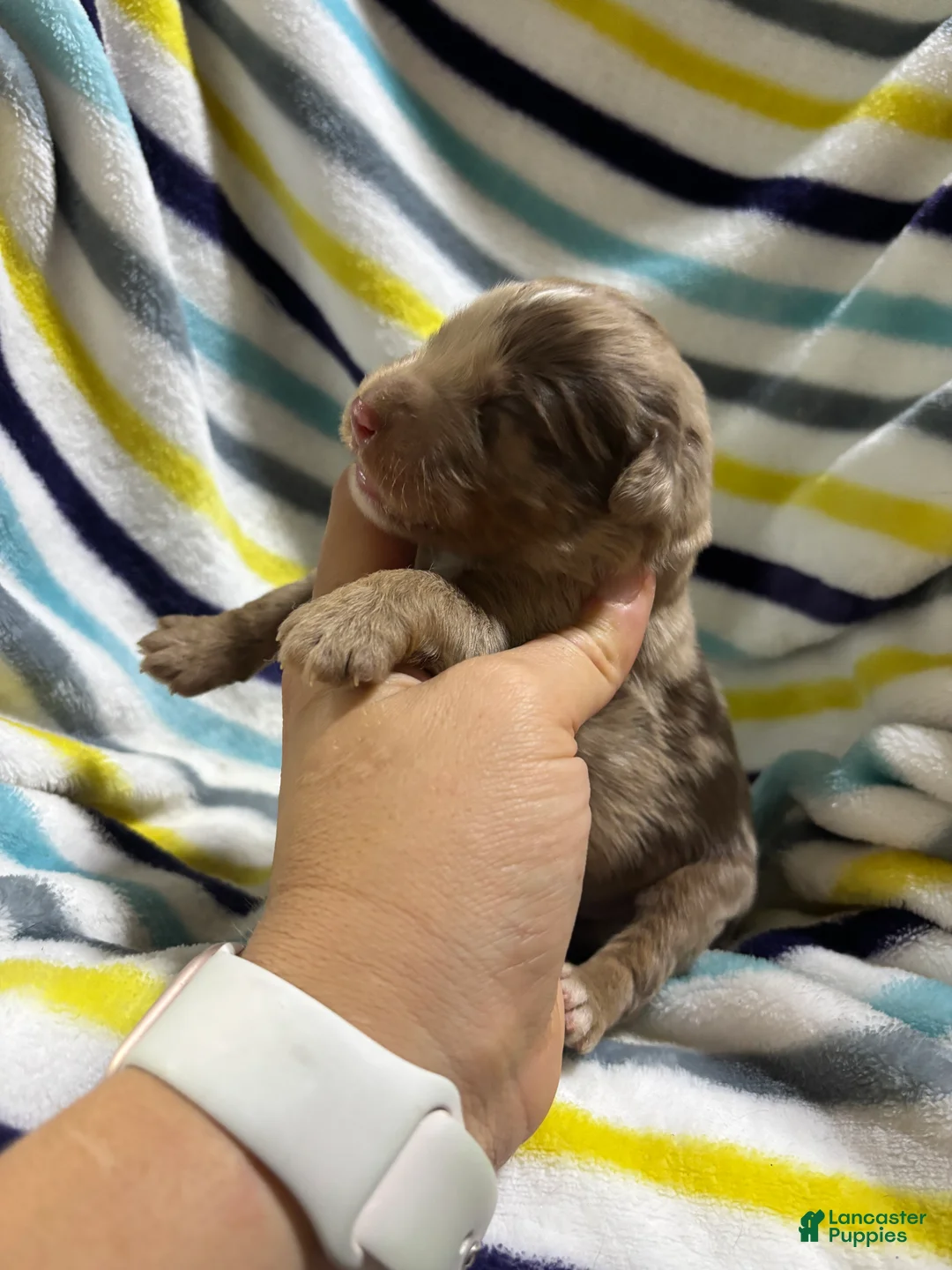 Aussiedoodle dogs for sale: Aussiedoodle 4 - Ad 2