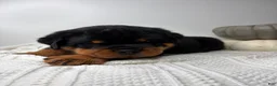 Rottweiler dogs for sale: Jose - Ad 9