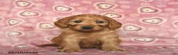 Cavapoo dogs for sale: Romeo  - Ad 4