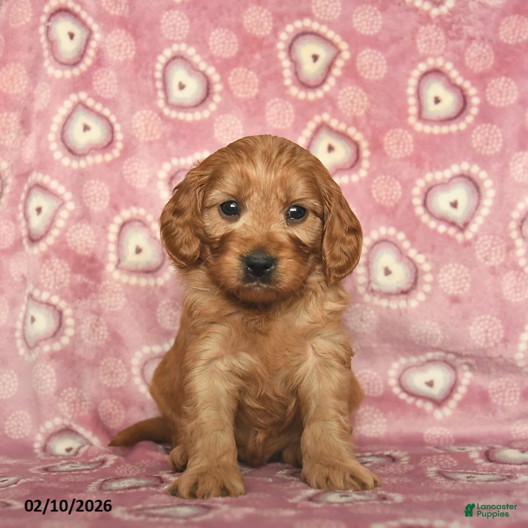 Cavapoo dogs for sale: Romeo  - Ad 4