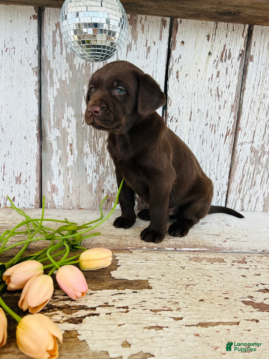 Labrador Retriever dogs for sale: Max - Ad 3