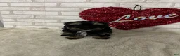 Maltipoo dogs for sale: Daisy - Ad 1