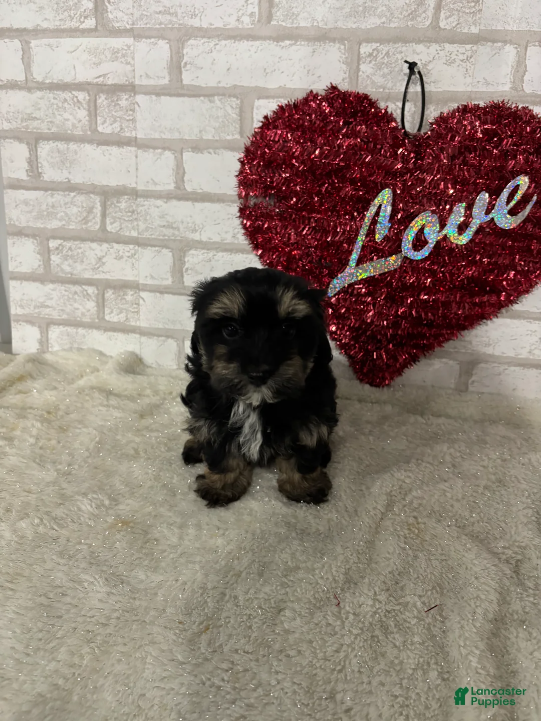 Maltipoo dogs for sale: Daisy - Ad 1