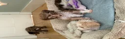 Bernedoodle dogs for sale: Zuzu - Ad 9