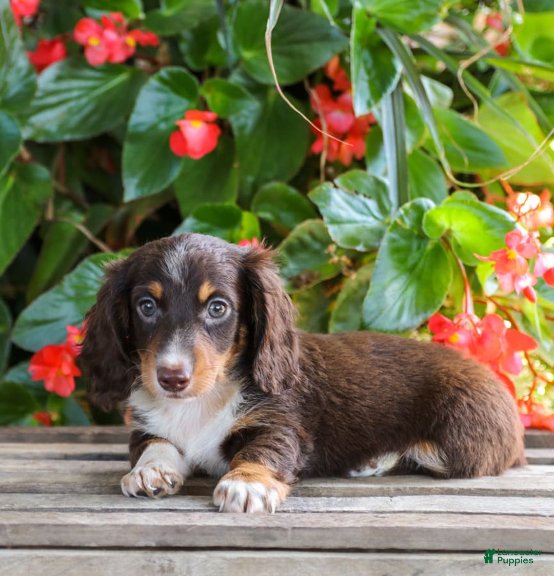 Gallery Image {{count}}