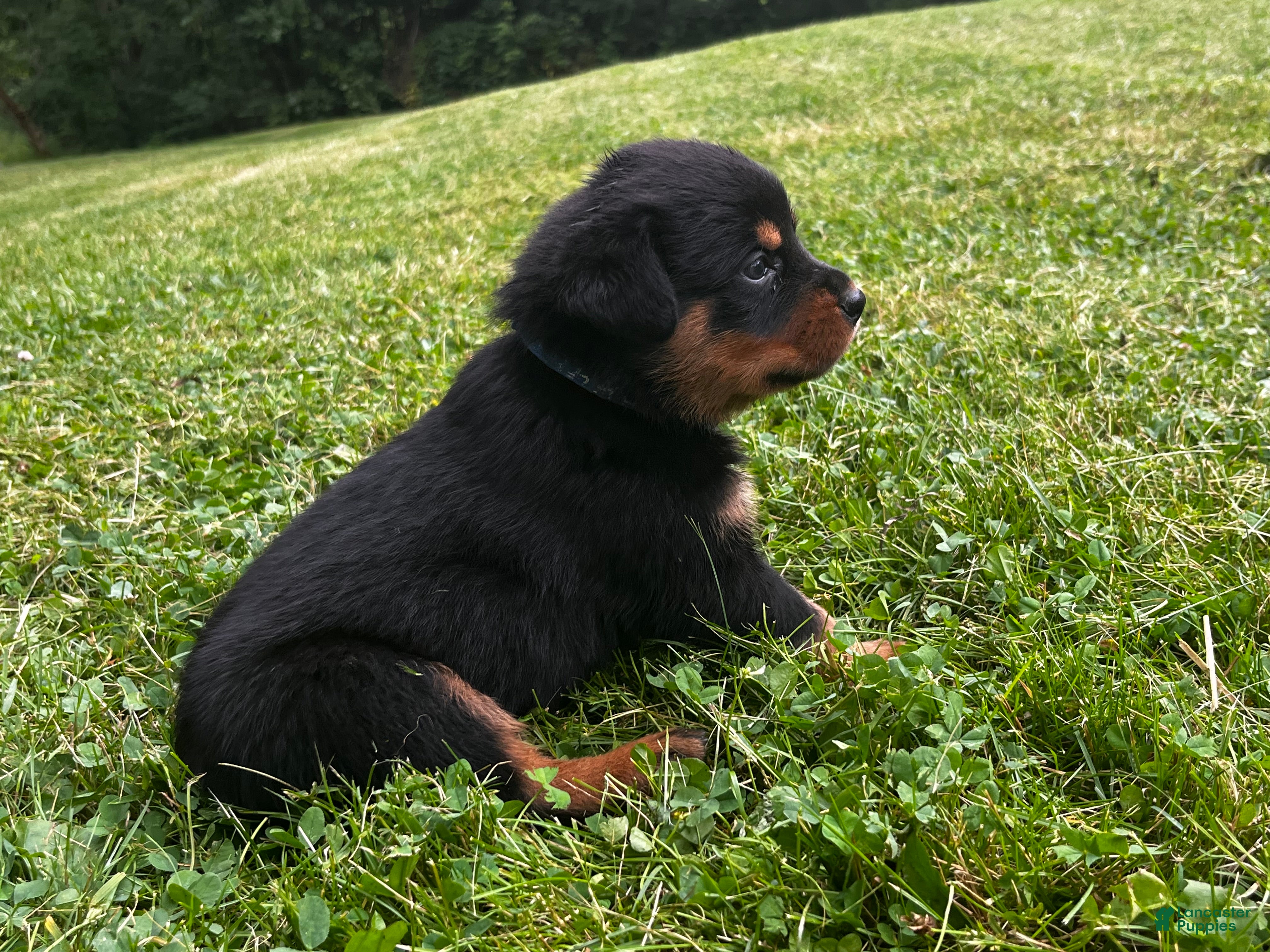 Rottweiler dogs Mike - Ad 1