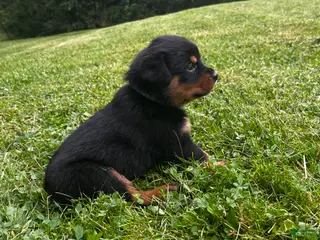 Rottweiler dogs for sale: Mike - Ad 3