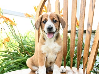 Mixed Breed dogs - Ad 36