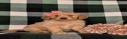 Golden Retriever dogs for sale: Nadia AKC Registered - Ad 3