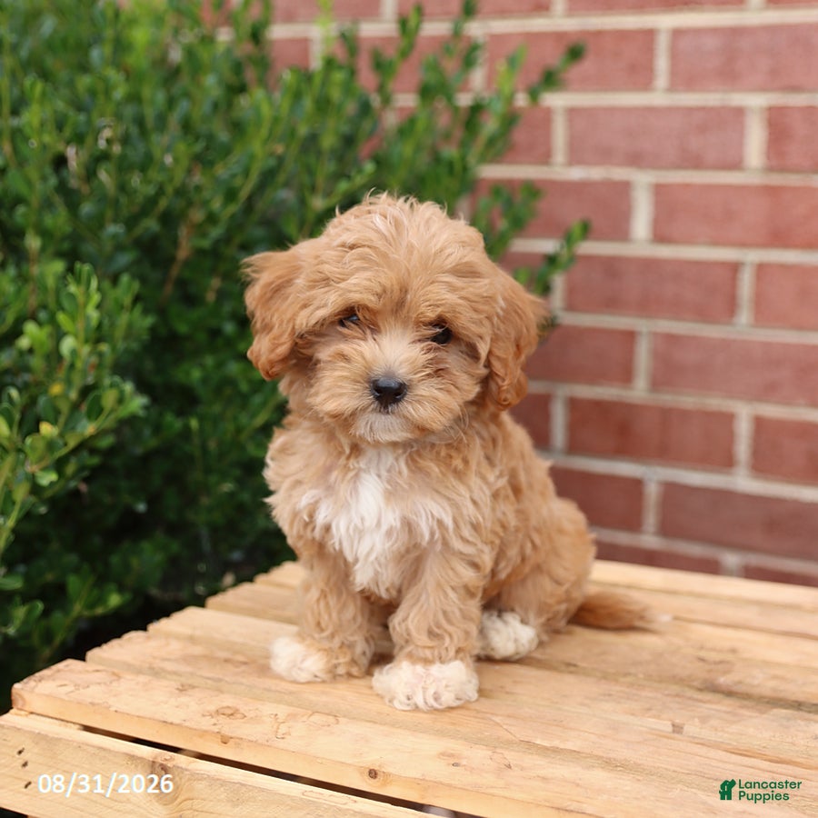 Maltipoo dogs Nicki - Ad 1
