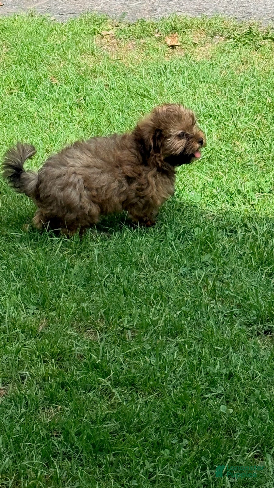 Shorkie dogs Roxy - Ad 2
