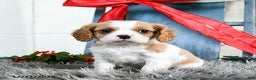 Cavalier King Charles Spaniel dogs for sale: Jinx - Ad 1