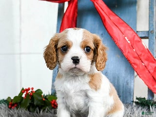 Cavalier King Charles Spaniel dogs Jinx - Ad 9