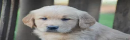 Golden Retriever dogs for sale: Paige - Ad 3