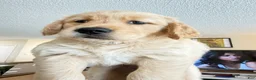 Golden Retriever dogs for sale: Golden Retriever 1 - Ad 2