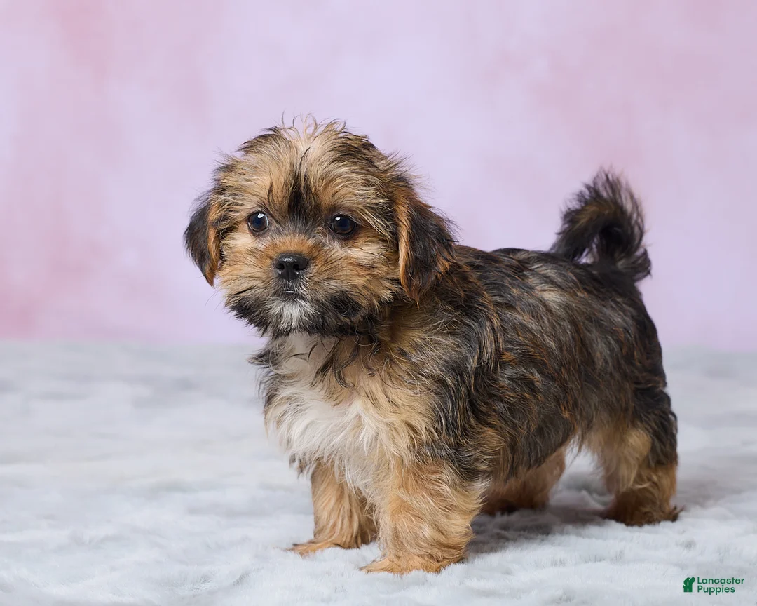 Shorkie dogs for sale: Archie - Ad 5