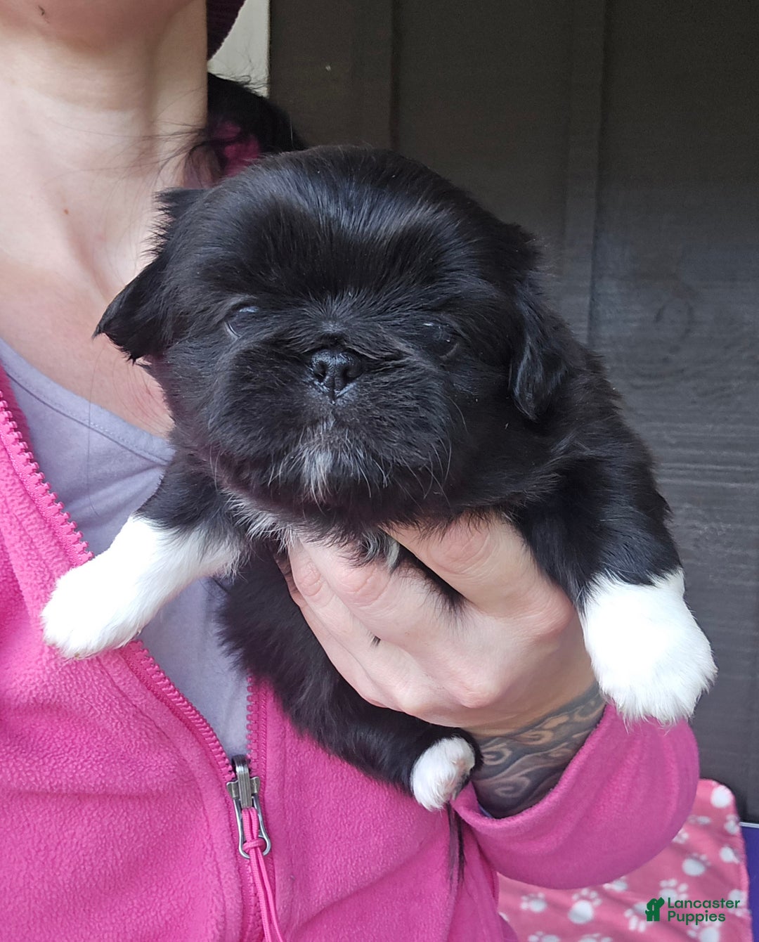 Pekingese dogs for sale: Morticia - Ad 6