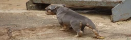 American Bully dogs for sale: Mr. Vegas - Ad 16