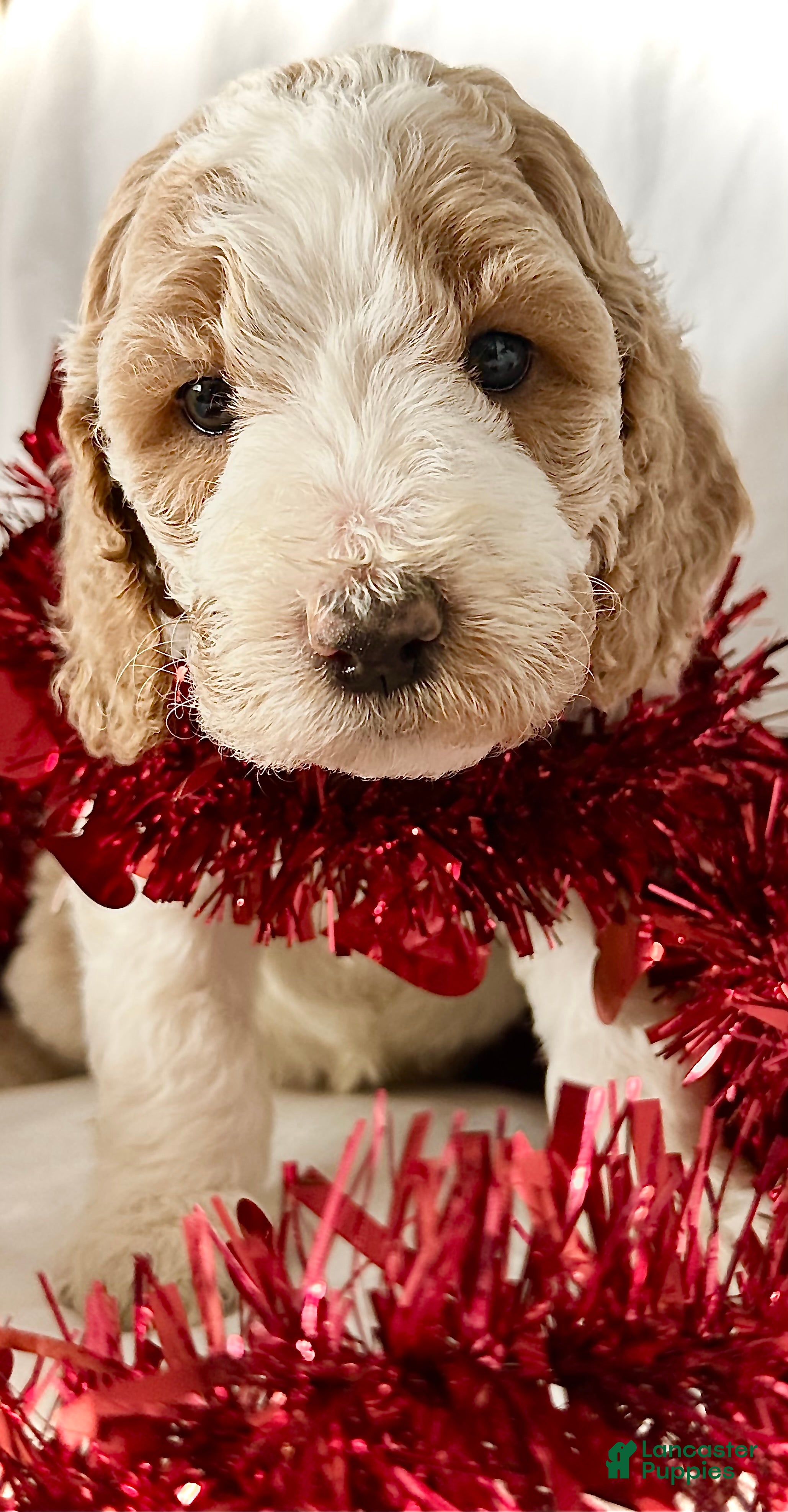 Irish Doodle dogs Champagne-In home raised - Ad 2