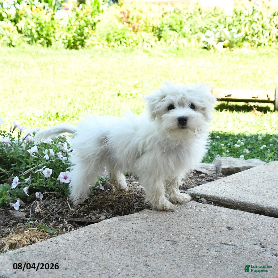 Maltese dogs Fritz - Ad 2