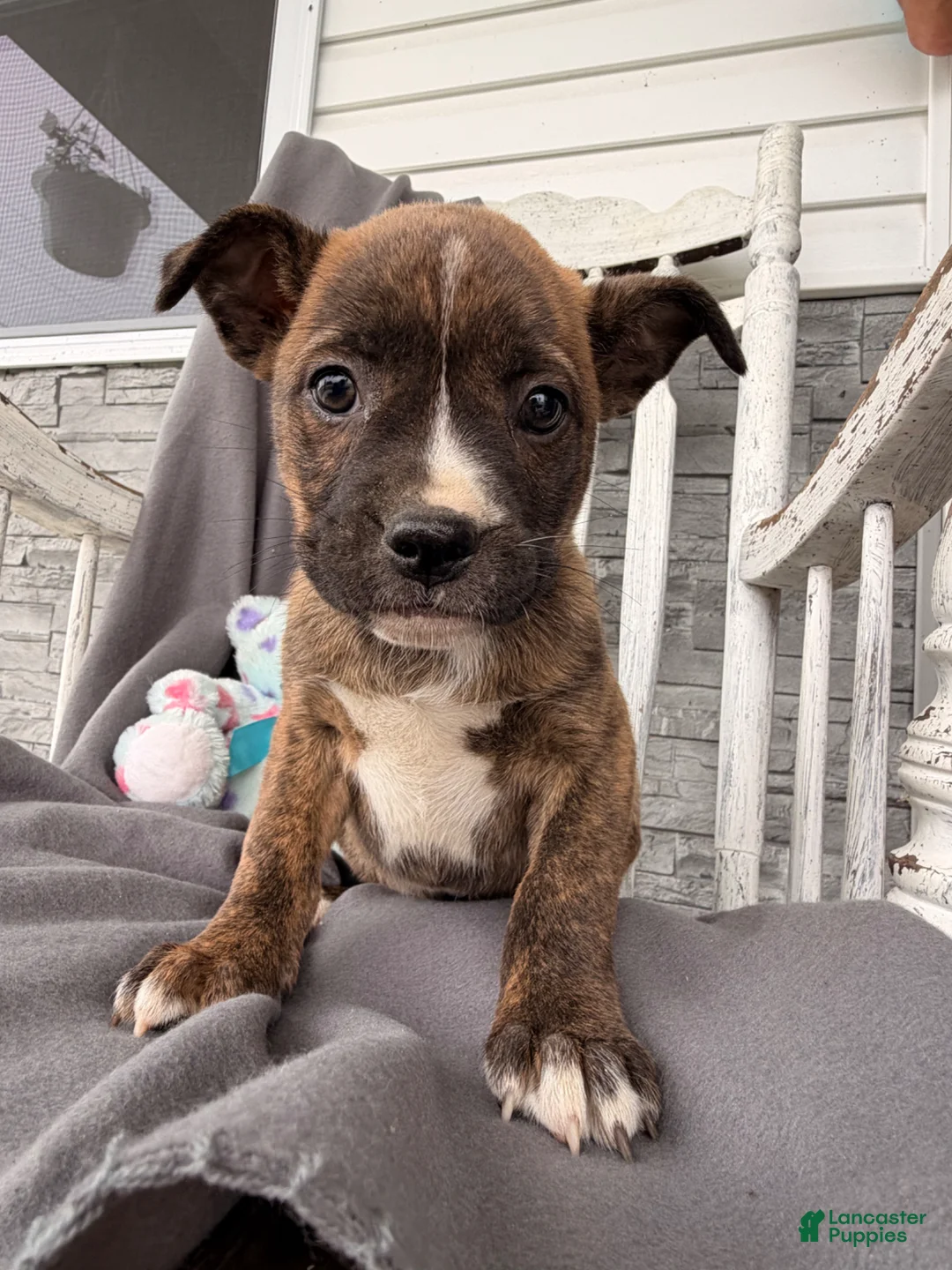Mixed Breed dogs for sale: Pepper - Ad 2