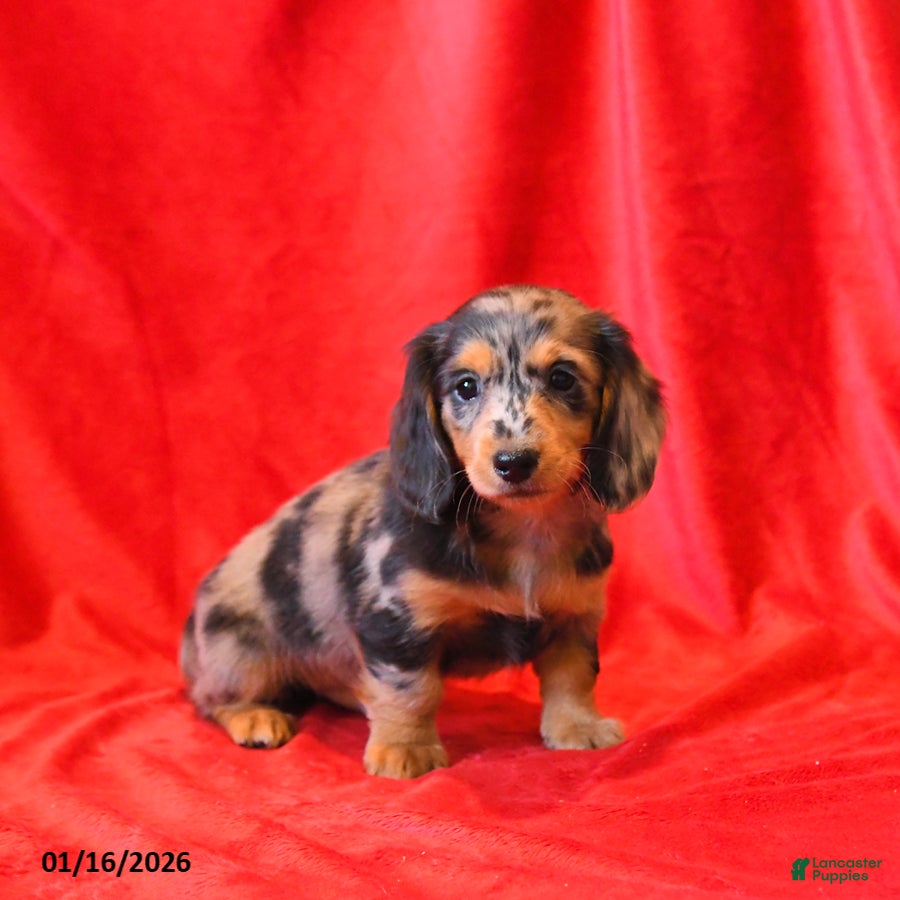 Miniature Dachshund dogs Da Vinci - Ad 7