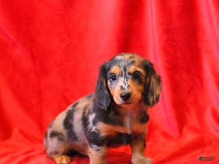 Miniature Dachshund dogs for sale: Da Vinci - Ad 4
