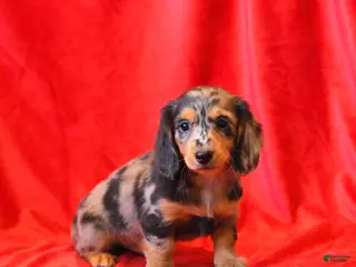 Miniature Dachshund dogs Da Vinci - Ad 6