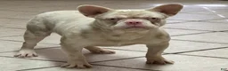 French Bulldog dogs for sale: Pink Pookie - Ad 11