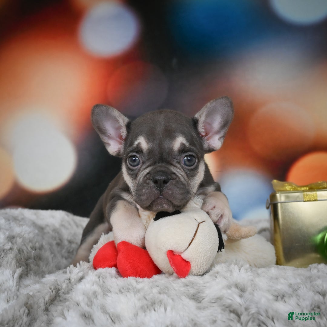 French Bulldog dogs for sale: Cameron - Ad 7
