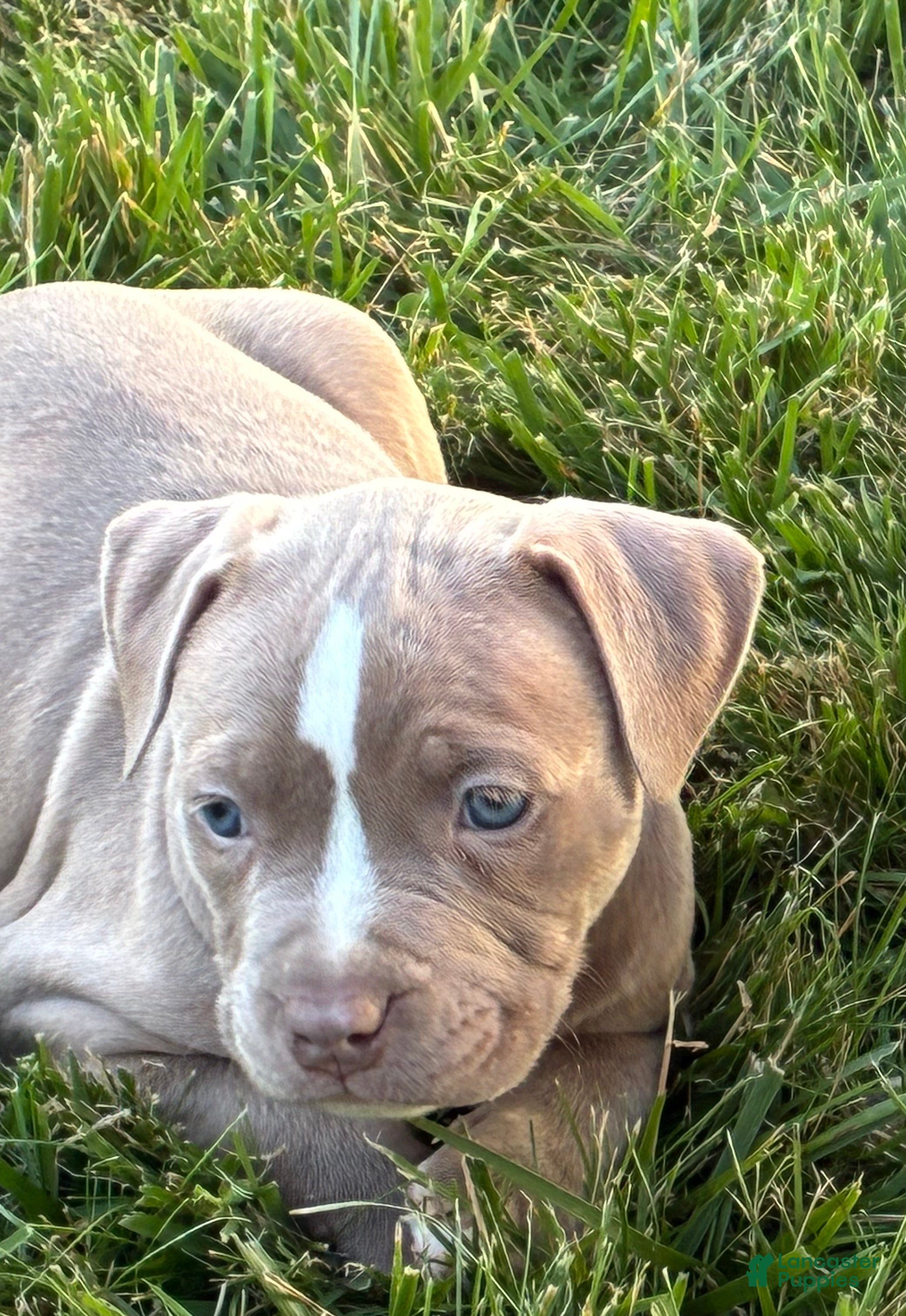 American Bully dogs American Bully 5 - Ad 1