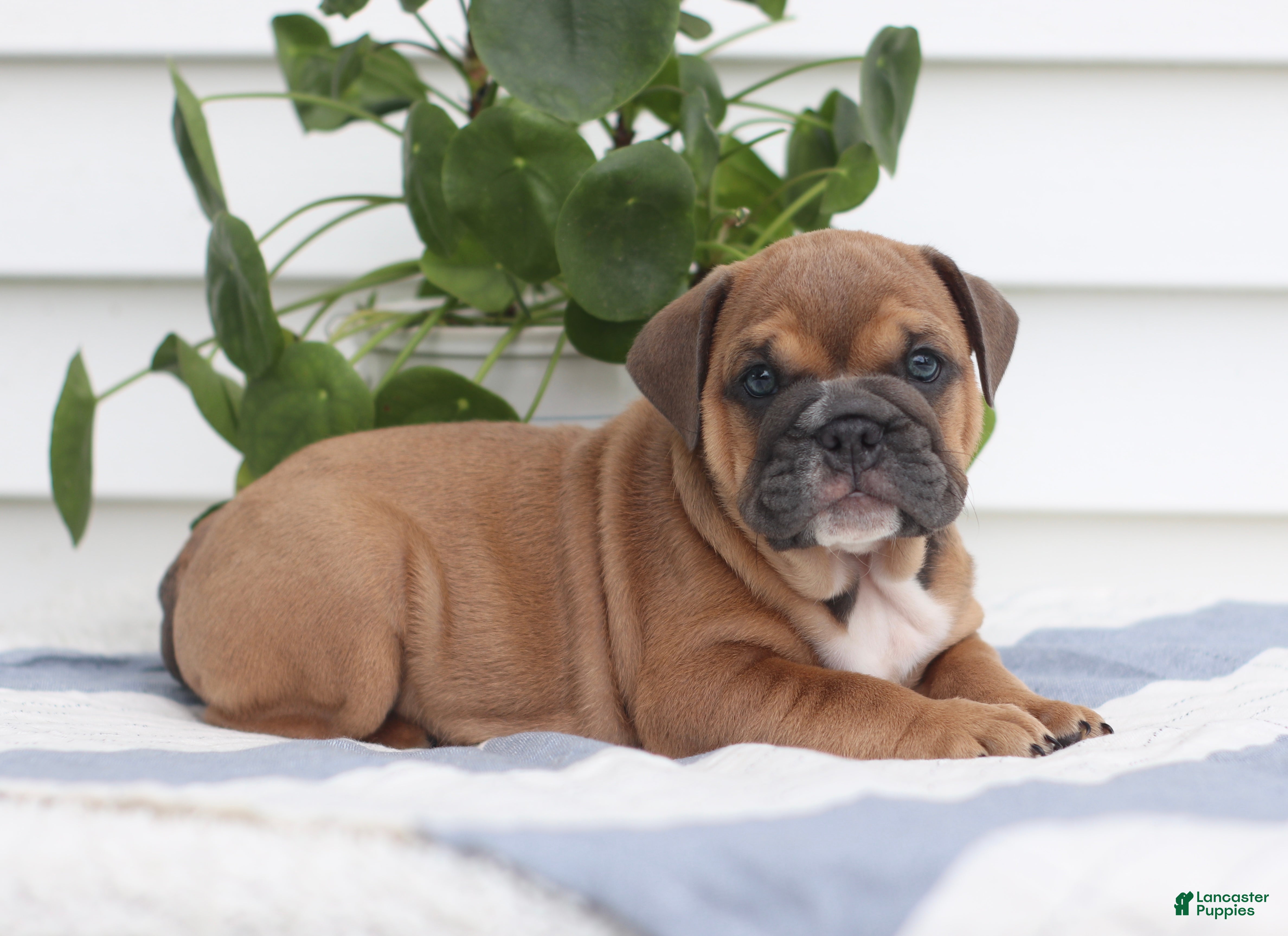 English Bulldog dogs Clara - Ad 1