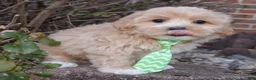 Maltipoo dogs for sale: Milo - Ad 9