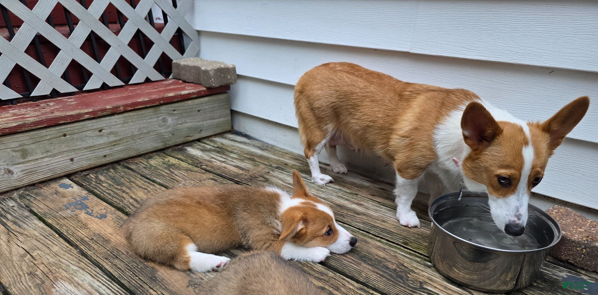 Welsh Corgi Pembroke dogs Welsh Corgi Pembroke 4 - Ad 2