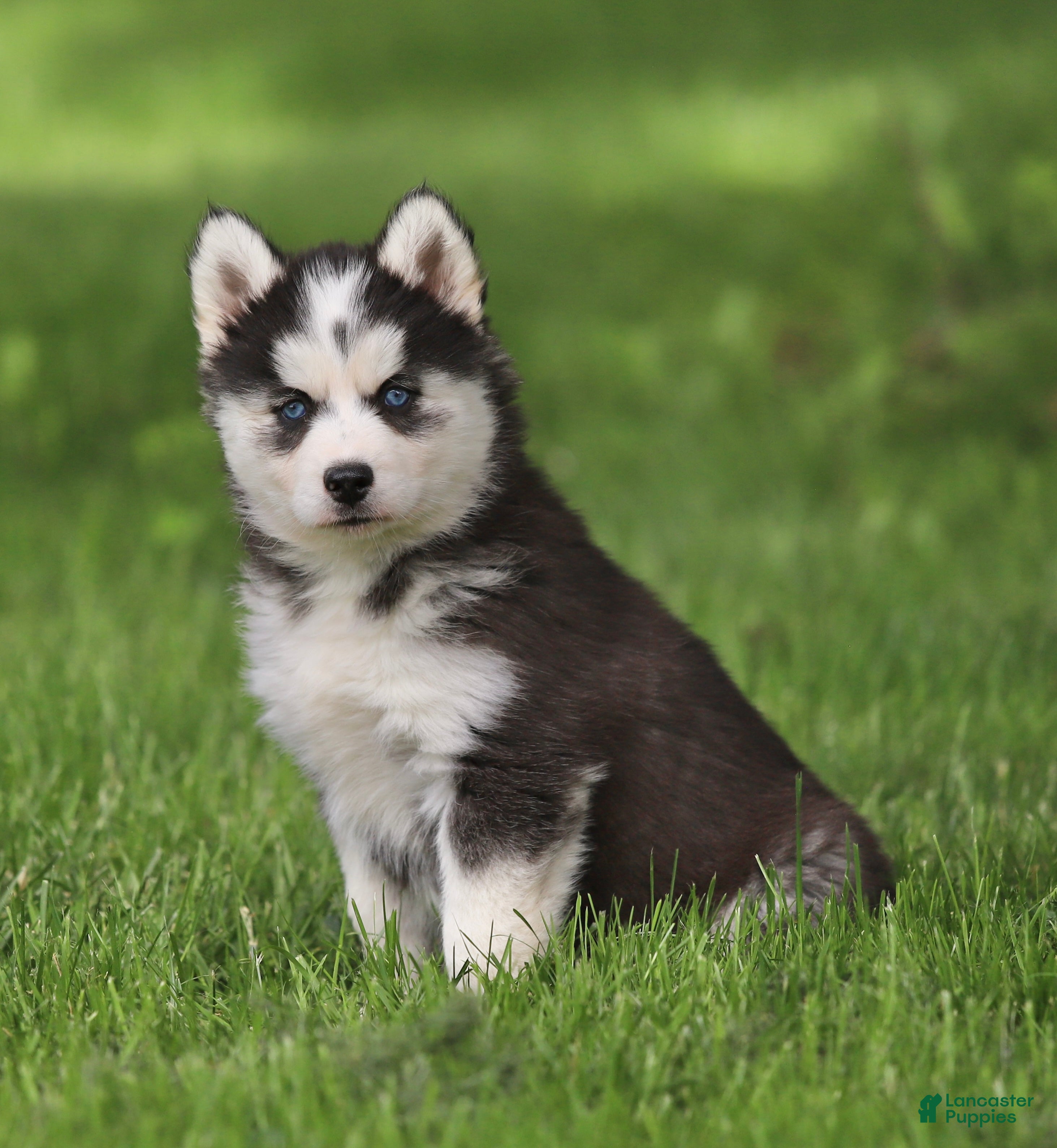 Siberian Husky dogs for sale: Georgia  - Ad 3