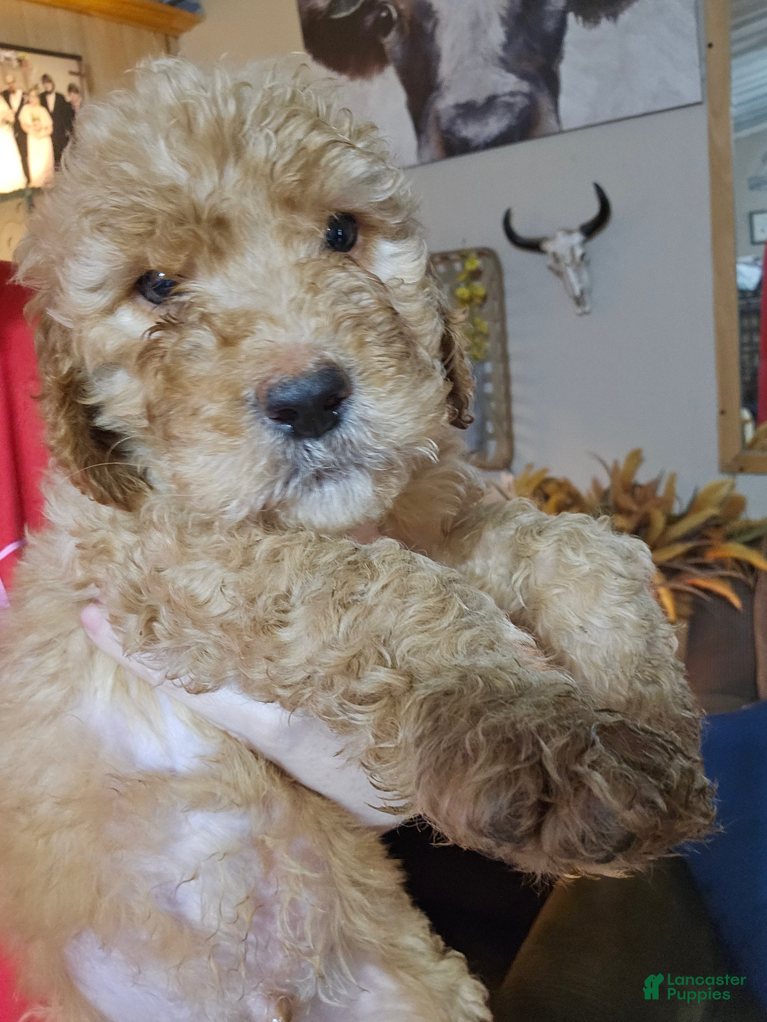 Goldendoodle dogs Goldendoodle Puppy 1 - Ad 1