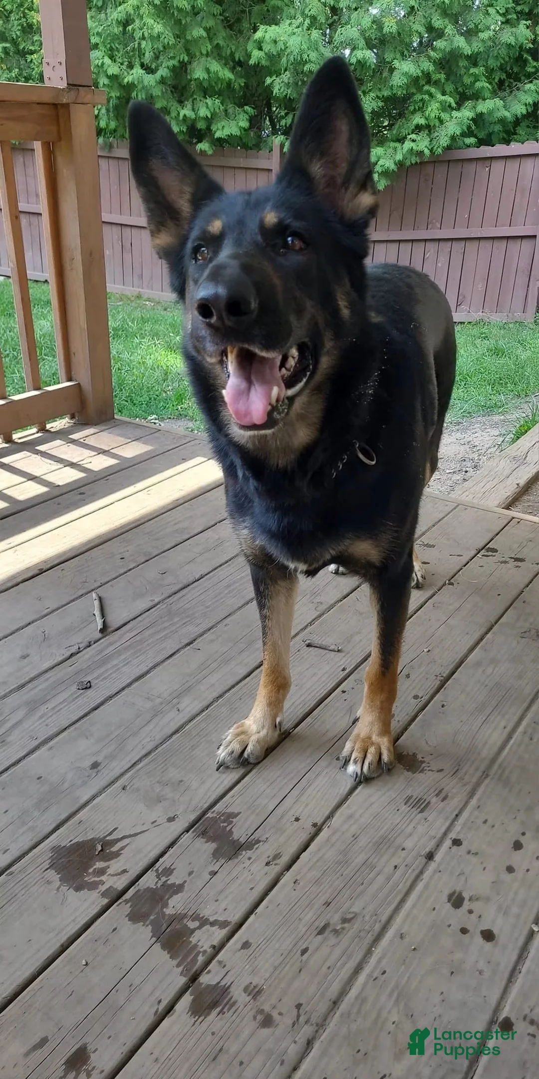 German Shepherd dogs for sale: German Shepherd 3 - Ad 2