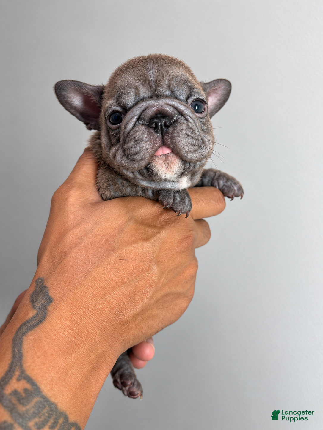 French Bulldog dogs for sale: French Bulldog 1 - Ad 1