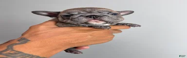 French Bulldog 1