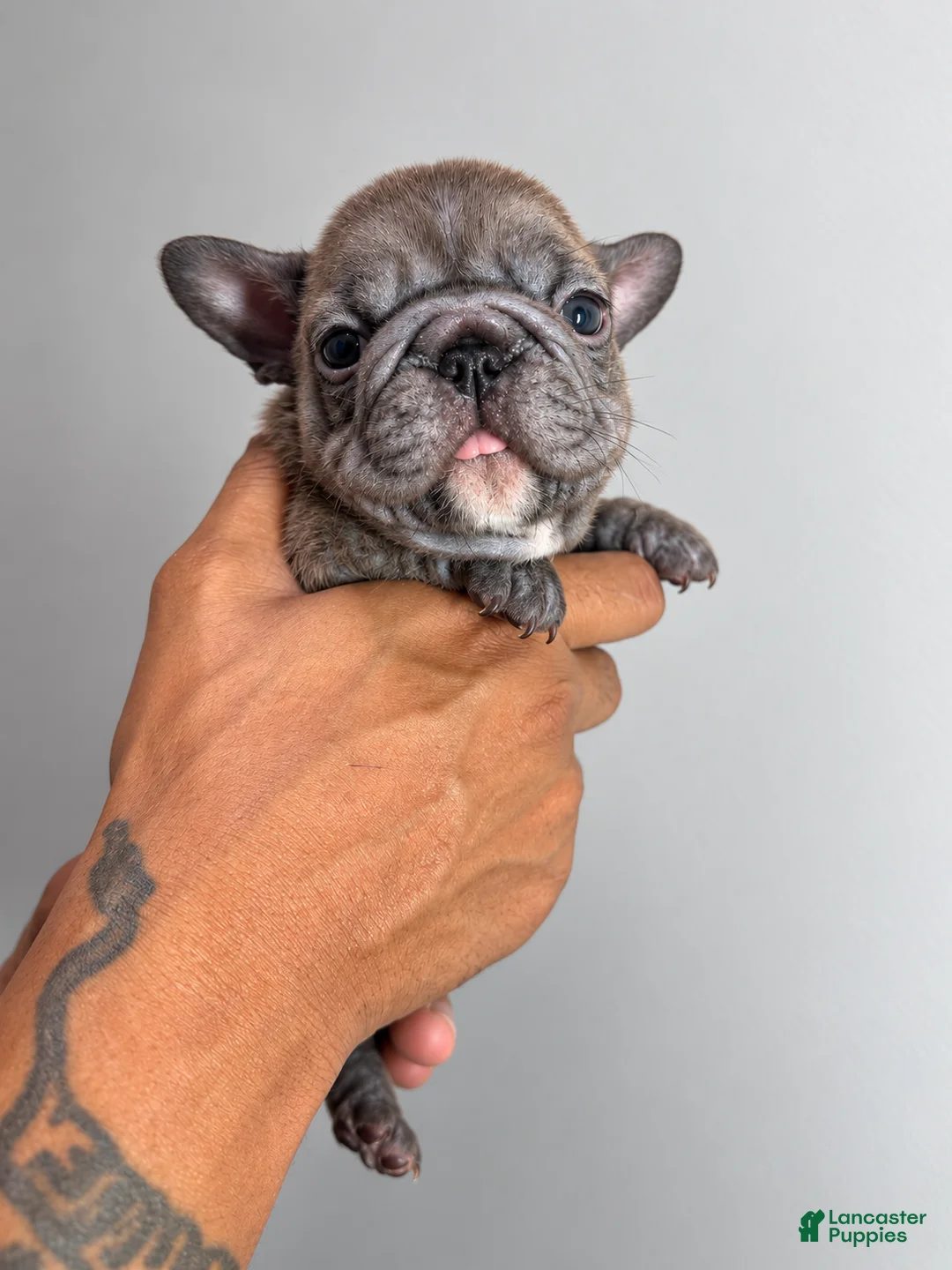 French Bulldog dogs for sale: French Bulldog 1 - Ad 1