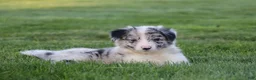 Border Collie dogs for sale: Walker - Ad 1