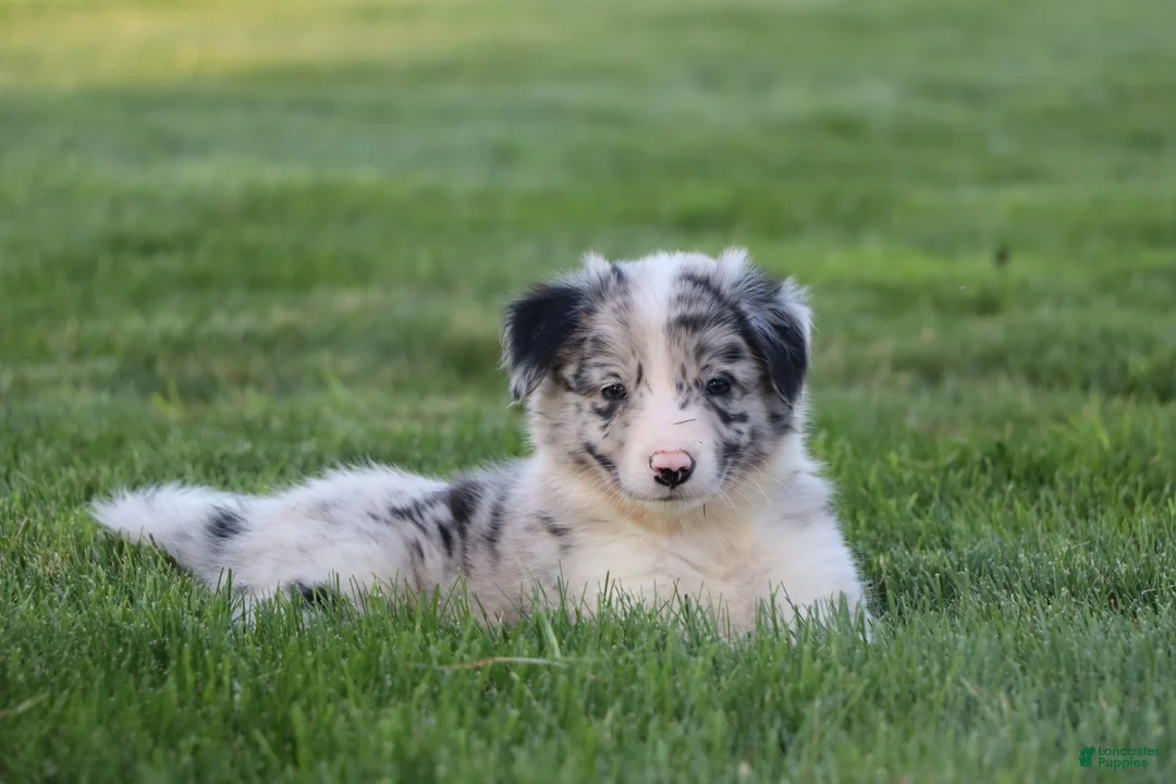 Border Collie dogs for sale: Walker - Ad 1