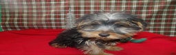 Yorkshire Terrier dogs for sale: Ace - Ad 4